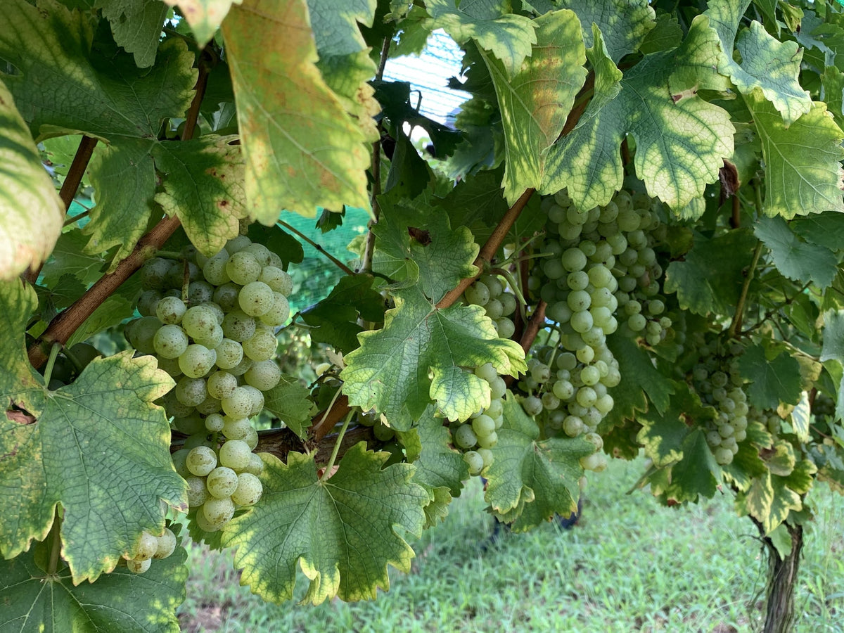 アイハラ日記】安曇野・池田町のワインぶどう農家 Poggio Verde さんで